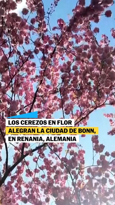 Los cerezos en flor alegran las calles en Bonn, Alemania