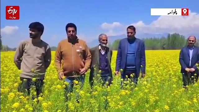 پلوامہ ضلع زرد انقلاب سرسوں کی کاشت میں پہلی پوزیشن حاصل کرلی