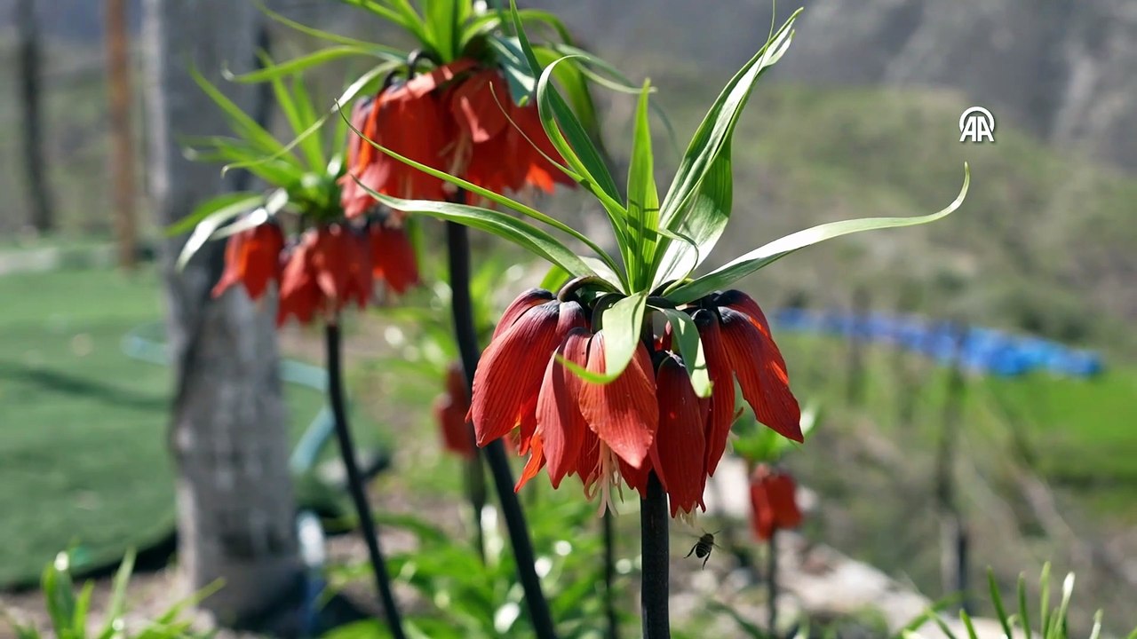Güzelliği kadar cezası da büyük: Ters laleler Şırnak'ta açtı