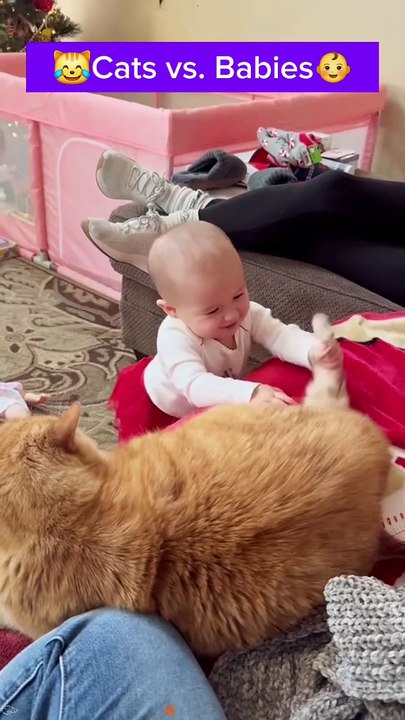 So funny (cat vs babies)
