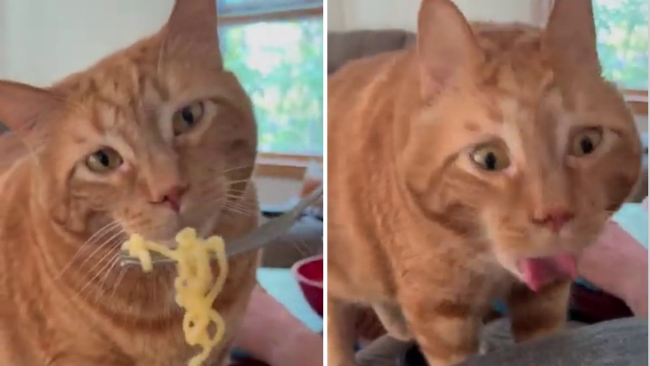Milo, il gatto che “boccia” tutto: diventa virale per le sue reazioni disgustate al cibo
