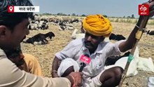 राजस्थान के रेबारियों का नर्मदा के किनारे तक पलायन, भेड़ों के साथ 8 महीने में तय करते हैं 2 हज़ार किमी का सफर