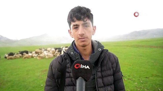 Meradaki koyunların yanına gelen sığırcık kuşları görsel şölen sundu