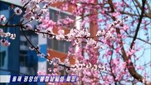 Característica peculiar da primavera de Pyongyang neste ano