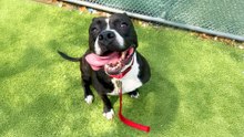 Pittie In The Shelter For Over 1000 Days Needs A Home!