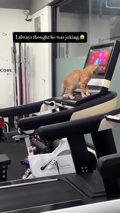 Un chat allume et court sur le tapis de course