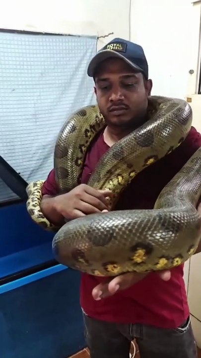 Green Anaconda
