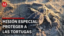 Guardia Nacional resguarda tortuga marina por Semana de Pascua en Veracruz