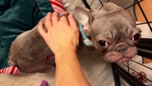 Blind And Deaf Frenchie Learns To Live Outside A Cage