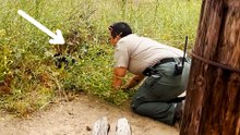 Cat Dumped In State Park Gets Rescued By Hiker