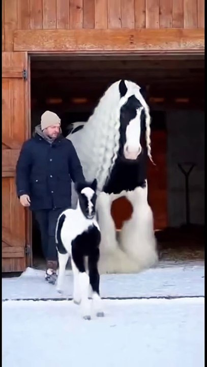 كأنها لبسه ورايحه حفلة