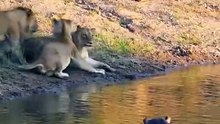 Hippo Dominance Shifts in Wild Battles