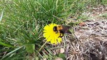 Bumblebee on Flower (please read video description)