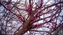 Bumblebee on Flower Tree (please read video description)