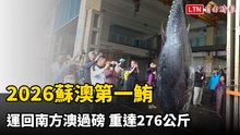 2026蘇澳第一鮪運回南方澳過磅 重達276公斤