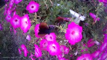 Short Butterfly Video (please read video description)