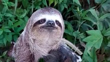 Sloth Rescued With Broken Arm Defies Odds And Heals