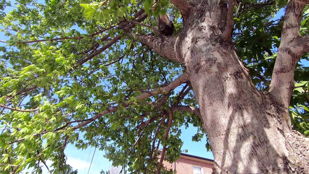 Shhhh, There's a Squirrel in the Tree (please read video description)