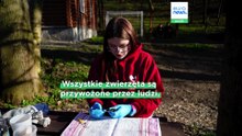 Życie trwa: Ukraińcy znajdują wytchnienie, wypuszczając ocalone z wojny nietoperze