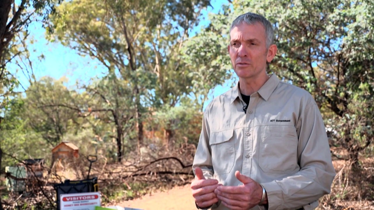 Hobby beekeepers urged to check for varroa mite as more than 1,000 ACT beehives destroyed