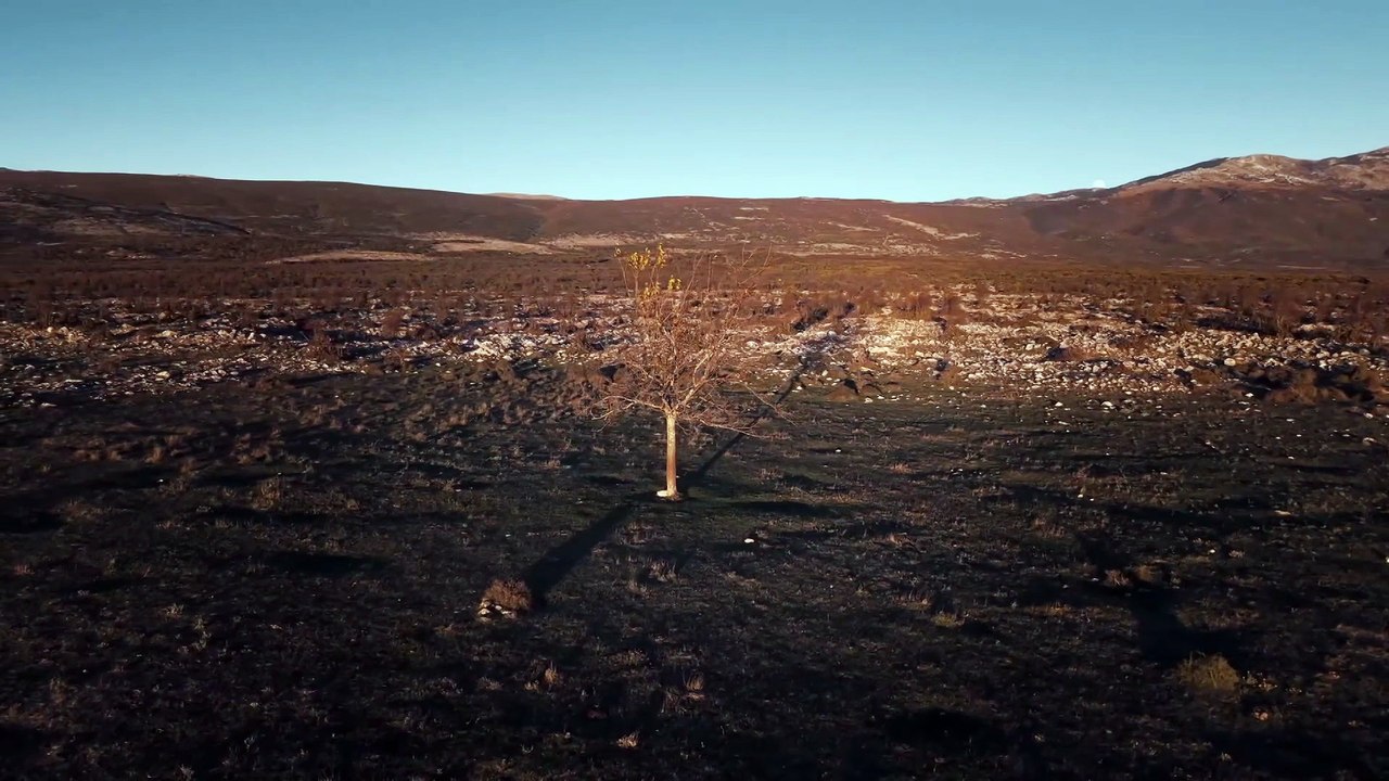 Divlje pčele Epizoda 109