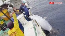 蘇澳第一鮪被拉上船時活蹦亂跳 驚險纏鬥畫面曝光