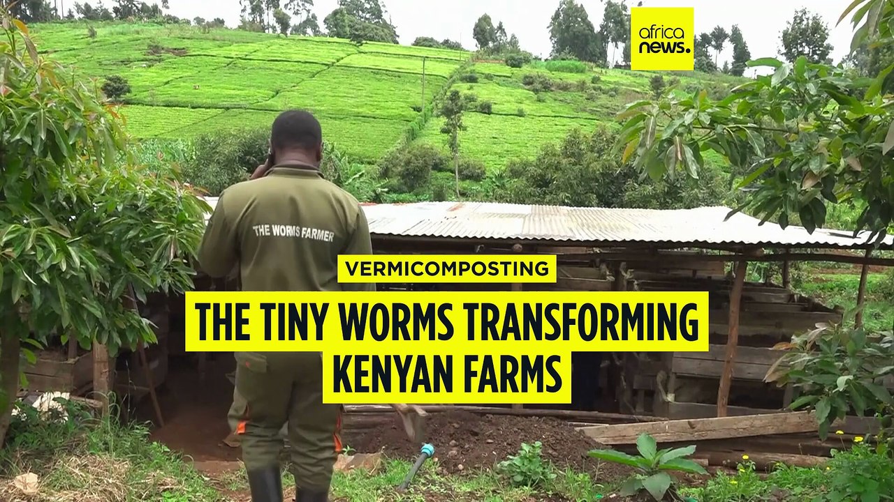 Vermicomposting: The tiny worms transforming Kenyan farms