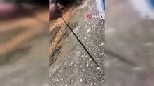 Doğa gezginleri ve vatandaş panikte! Kış uykusu bitti, dev yılanlar geri döndü!