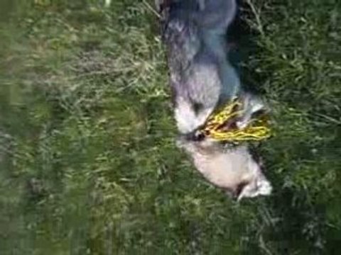 Alaskan Malamute