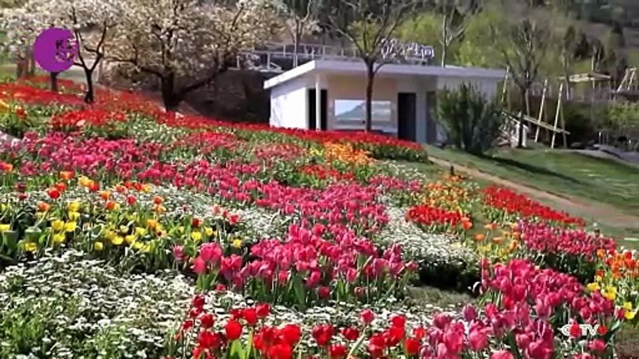 Spring-time tourism blossoms in China as scenic landscapes, leisure activities drive consumption