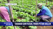 Tanaman Sawi Milik Petani Rusak, Hasil Panen Merosot Harga Jual Anjlok
