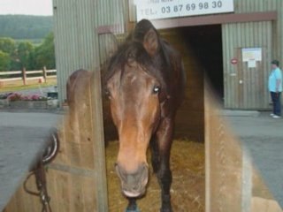 Little rock mon loulou