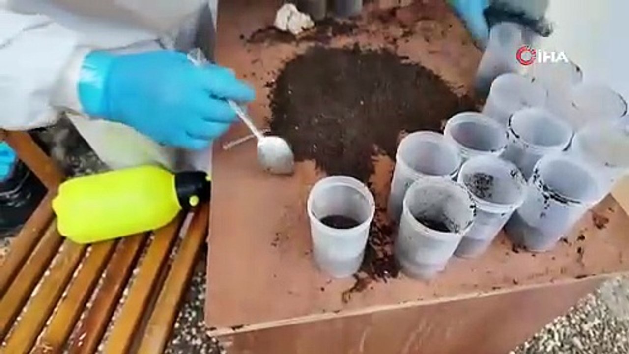 Terminatör böcekler iş başında