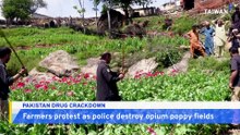 Pakistan Police Crack Down on Rural Opium Poppy Farms