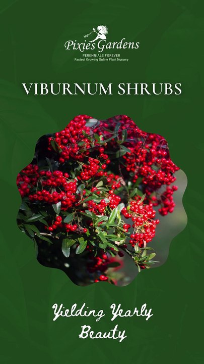 Viburnum Flowering Shrubs for Beautiful Gardens