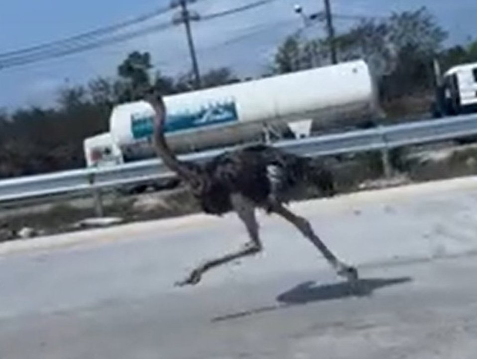 Vogelstrauß läuft mitten auf der Autobahn