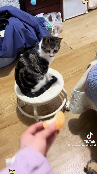 Katzen sind wählerisch