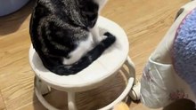 Katzen sind wählerisch