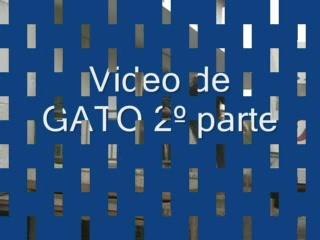 Nuevo video de gato 🐱