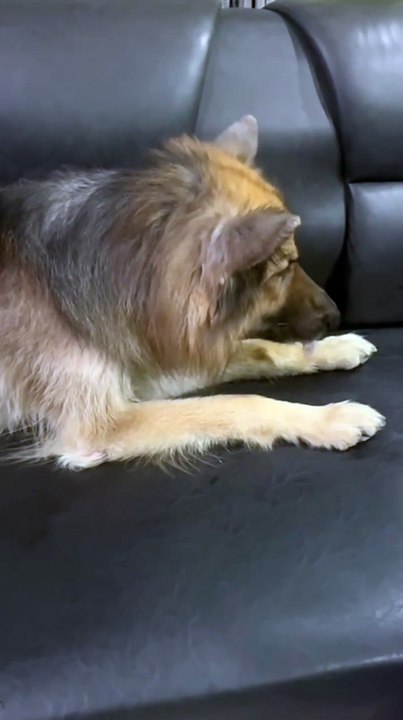 my dog sitting on sofa