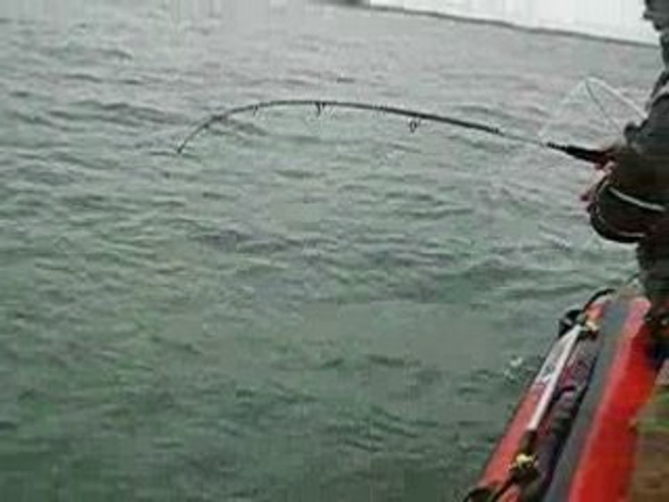 peche du bar leurre souple gros combat