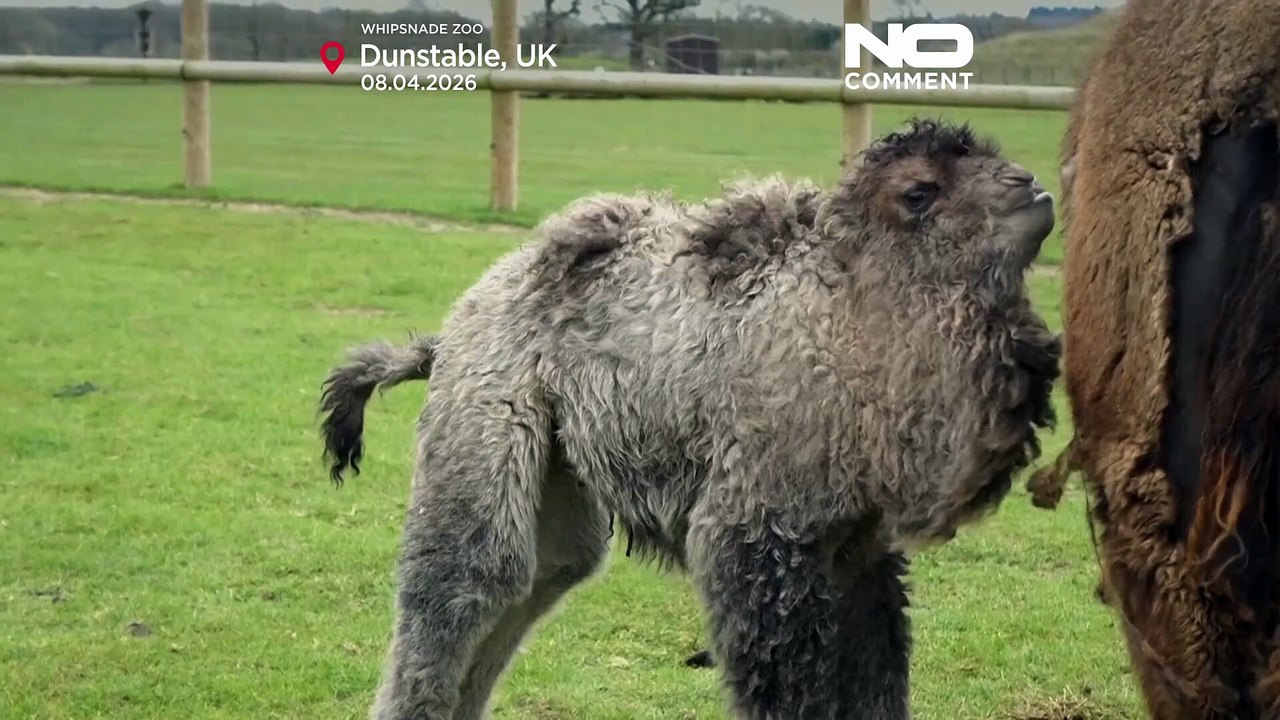 Kamelbaby Sophia im Whipsnade Zoo geboren: neuer Fokus auf Artenschutz