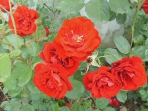 les fleurs de mon jardin