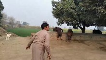 Punjabi mahol