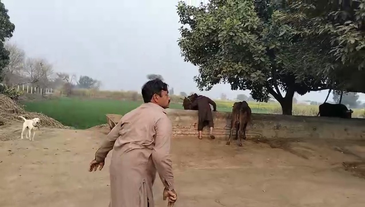Punjabi mahol
