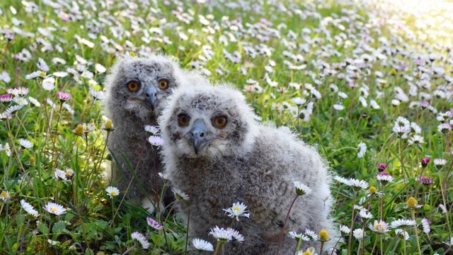 Al giardino zoologico Oltremare di Riccione sono nati due piccoli di Gufo reale: un segno di speranza per la specie