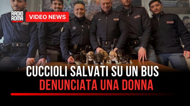 Cuccioli salvati su un bus a Monteverde, denunciata una donna