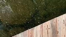 2499611-sd_240_426_30fps.mp4