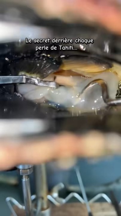 Entre la main de l’homme et la magie du lagon, chaque perle est le fruit d’un processus long, minutieux… et 100 % naturel. Du greffage à la récolte, découvre le voyage secret qui se passe à l’intérieur de l’huître et comment naît une perle de Tahiti. 🐚✨