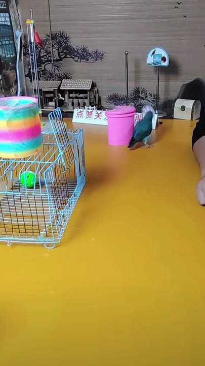 Smart Parrot Completes Task Step by Step